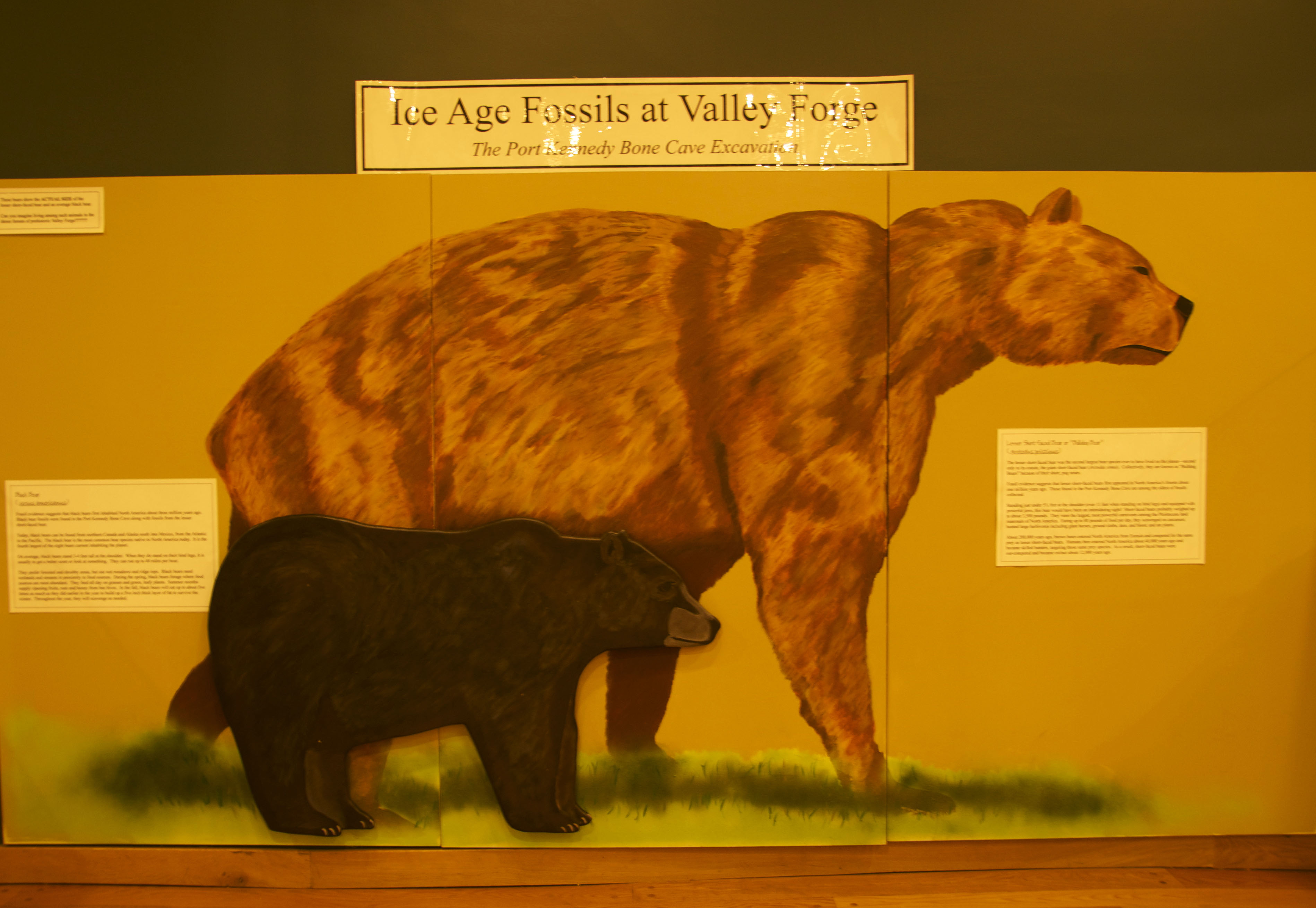 Убитый бизон. Пещерный медведь в Дарвиновском музее. Пещерный медведь Ursus spelaeus. Пещерный медведь реконструкция. Пещерный медведь описание.